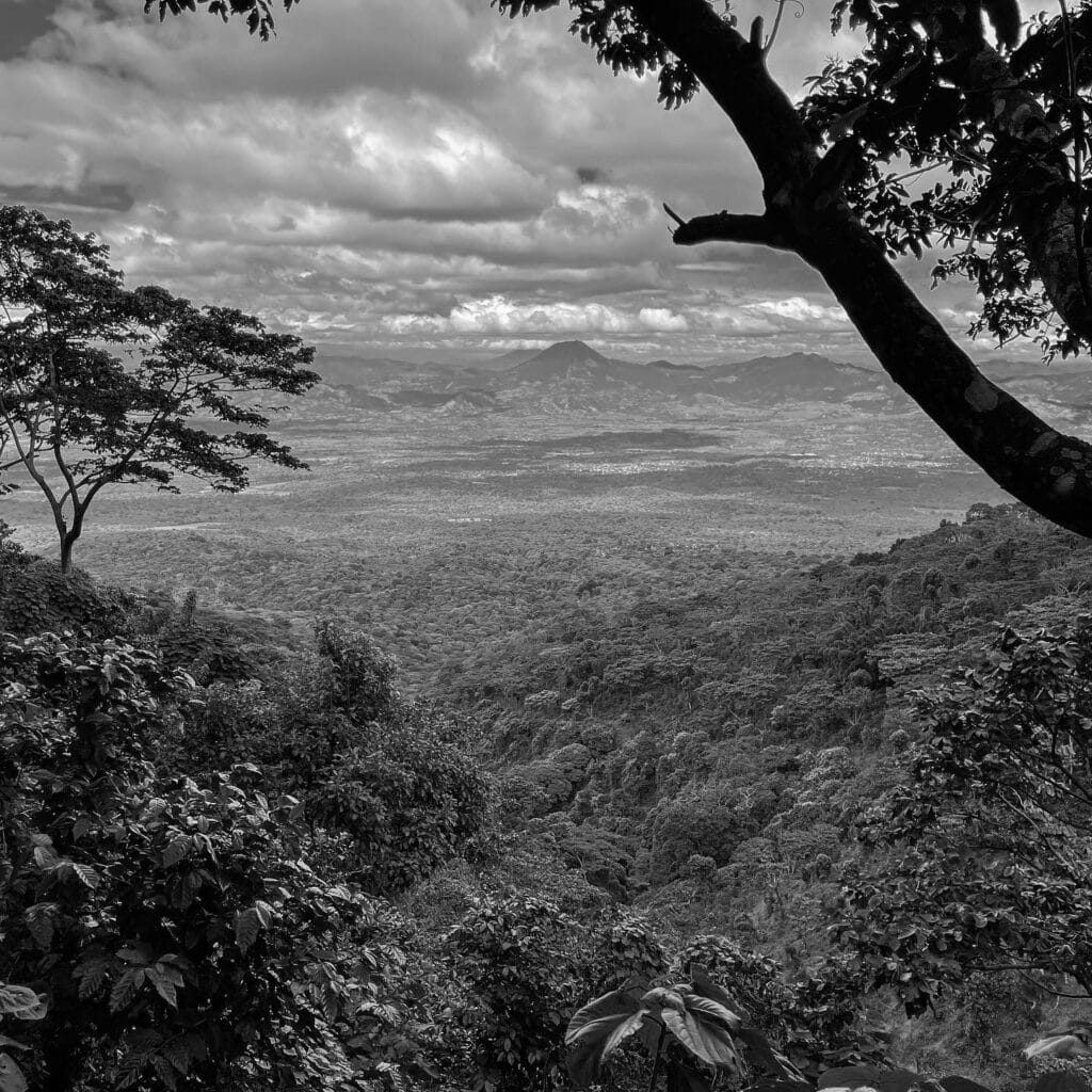 El Salvador Coffee Plantation